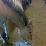 Anden særlig race Lukas