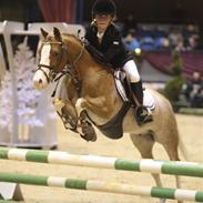 Welsh Pony af Cob-type (sec C) Bastiaan<3