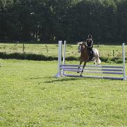 Welsh Pony af Cob-type (sec C) Bastiaan<3