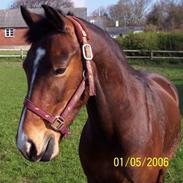 Anden særlig race Fox ** solgt til Sofie **