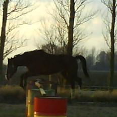 Anden særlig race Farrier Dancer R.I.P 