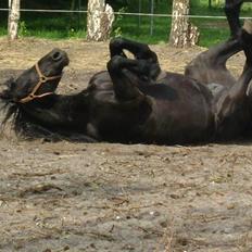 Frieser Sytske Fan It Swellenest