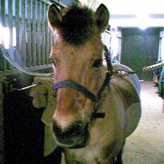 Anden særlig race beauty-hjemme hos ejer