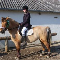 Anden særlig race beauty-hjemme hos ejer