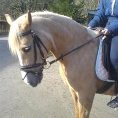 Anden særlig race Emir