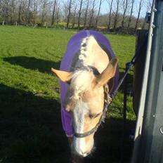 Anden særlig race Emir