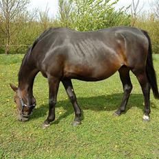 Anden særlig race bianca (R.I.P. I Love Y)