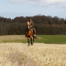 Dansk Varmblod Falkenhus's Rapsodi