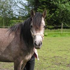 Anden særlig race Charlie/Diego *Solgt* :'(