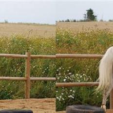 Anden særlig race Bento (RIP)