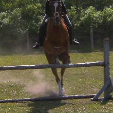 Arabisk fuldblod (OX)  Nachi 2582 *solgt*