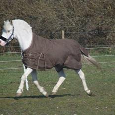 Welsh Pony af Cob-type (sec C) Ginie *UDLÅNT*