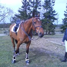 Dansk Varmblod Caparello