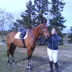 Dansk Varmblod Caparello