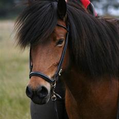 Islænder Jörp fra Tremhuse *solgt*