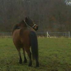 Islænder Jörp fra Tremhuse *solgt*