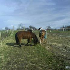 Islænder Jörp fra Tremhuse *solgt*