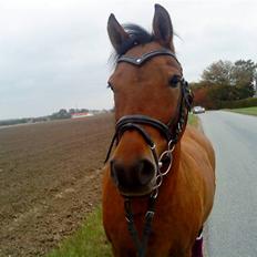 New Forest l Fair Choice Dandy<3:*'