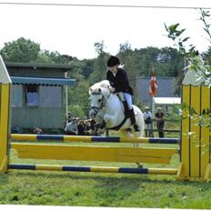 Welsh Mountain (sec A) sun star