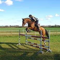 Welsh Partbred (Sec F)  Andy Capp