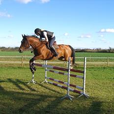 Welsh Partbred (Sec F)  Andy Capp