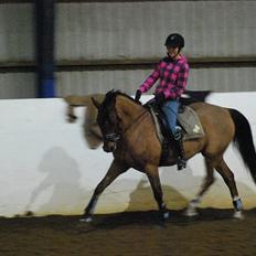 Welsh Partbred (Sec F)  Andy Capp