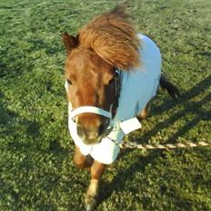 Anden særlig race nuller 