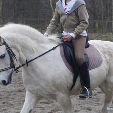 Welsh Mountain (sec A) Galantus *gl. passer*