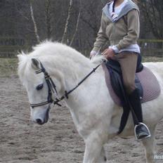 Welsh Mountain (sec A) Galantus *gl. passer*