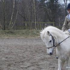 Welsh Mountain (sec A) Galantus *gl. passer*