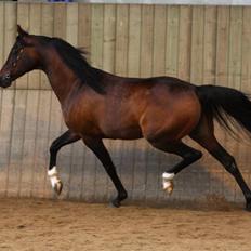 Arabisk fuldblod (OX) Prosper