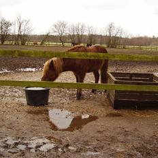 Islænder sleipnir fra solholt †RIP