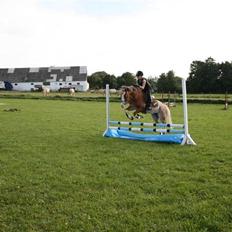 Welsh Pony af Cob-type (sec C) Bastiaan<3