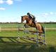 Welsh Partbred (Sec F)  Andy Capp