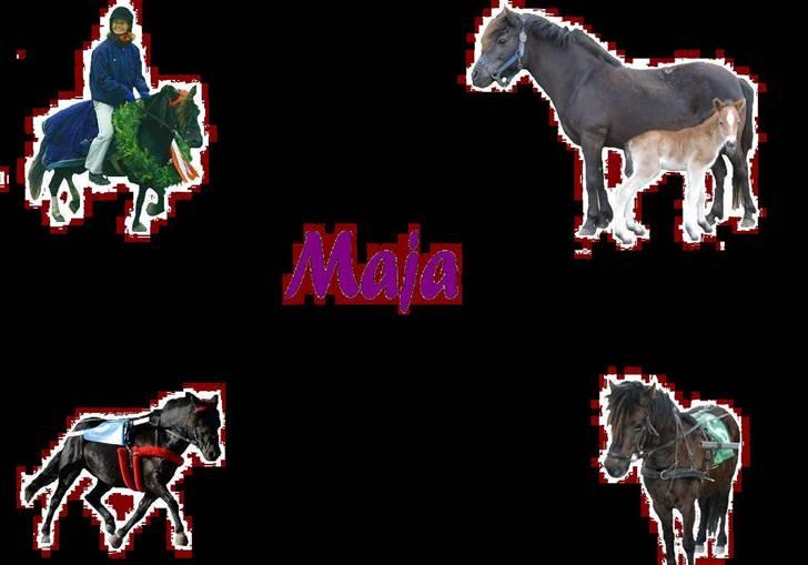 Gotlandsruss Maja (DØD) billede 20