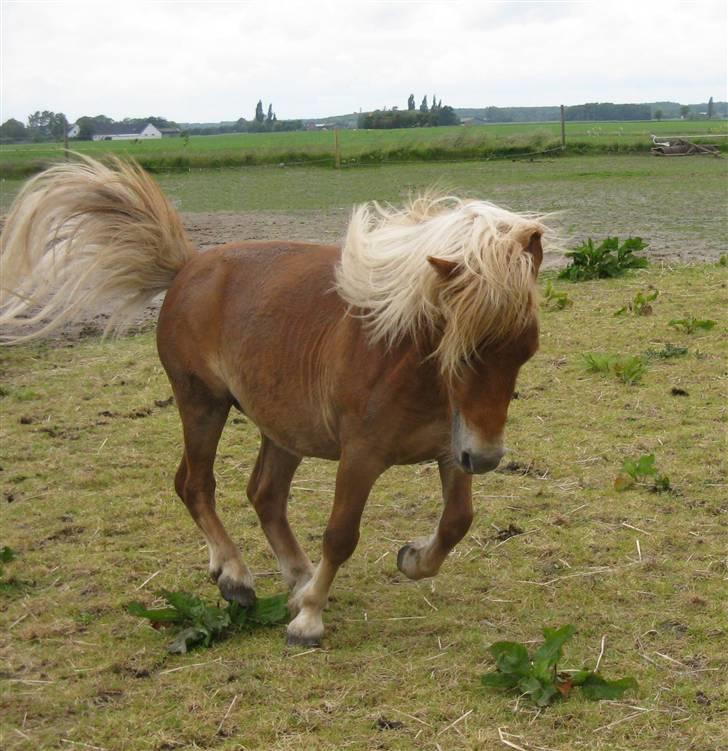 Shetlænder |   Tarzan billede 3