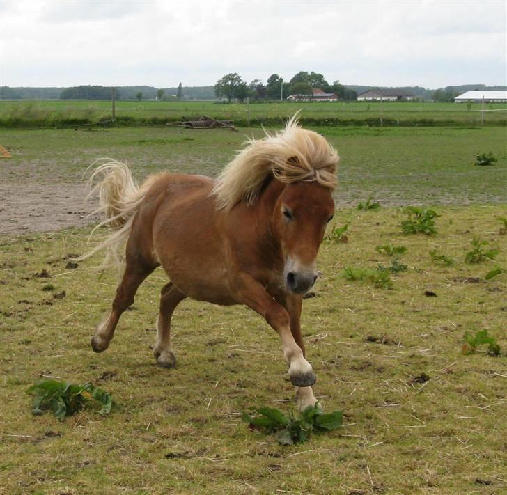 Shetlænder |   Tarzan - Woow! Lækker dreng (; billede 5