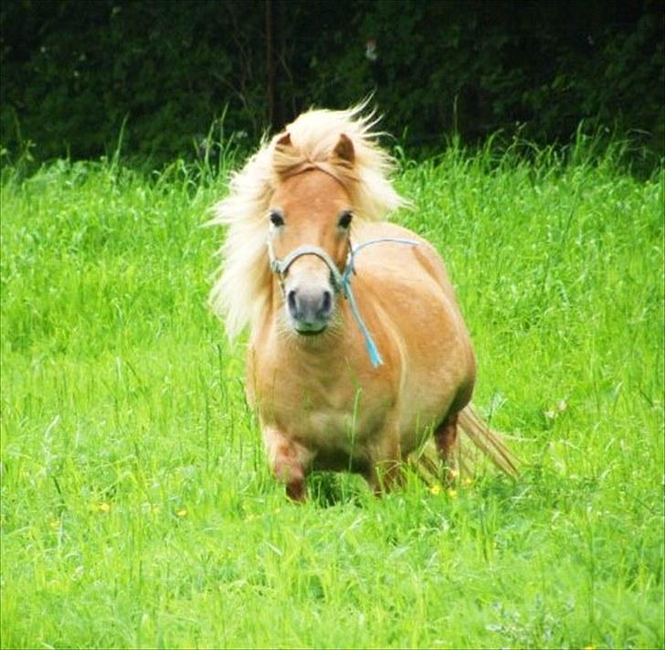 Shetlænder |   Tarzan - Sommergræs 2010. billede 6