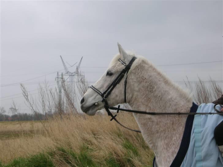 Anden særlig race Dione - Smukke Dione <3.,- billede 14