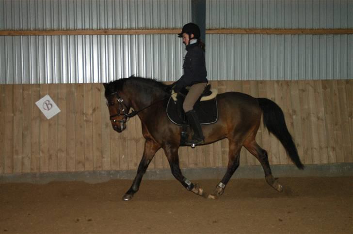 New Forest Hovvejens Juno - 23. februar - Min opstilling er der sidenhen blevet arbejdet meget på, ser meget bedre ud nu :p Dejlig hest :b <33 billede 9