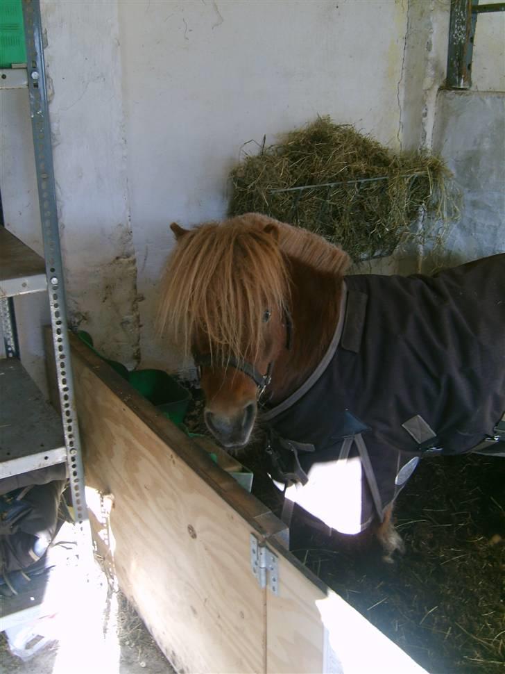 Shetlænder Junker himmelhest billede 4