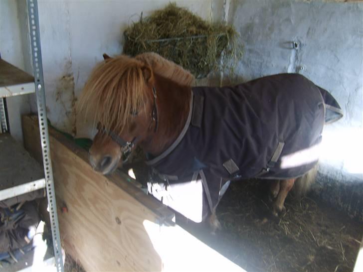 Shetlænder Junker himmelhest billede 5