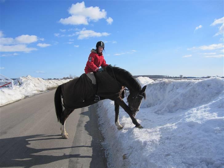 Anden særlig race Farrier Dancer R.I.P  - Fordi lidt lækker har man vel altid lov til at være ;) billede 2