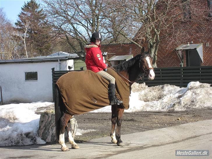 Anden særlig race Farrier Dancer R.I.P  billede 4