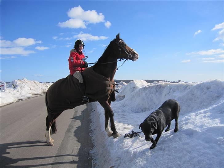 Anden særlig race Farrier Dancer R.I.P  - BECAUSE, I AM THE KING IN THE WORLD!! billede 5