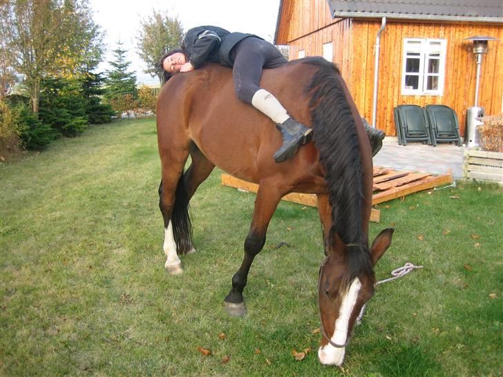 Anden særlig race Farrier Dancer R.I.P  - Fordi hygge er det bedste! xD billede 7