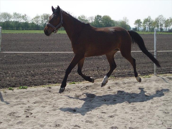 Dansk Varmblod Åbygårds Filippa - Filippa maj 2011. Svævende trav :) billede 17