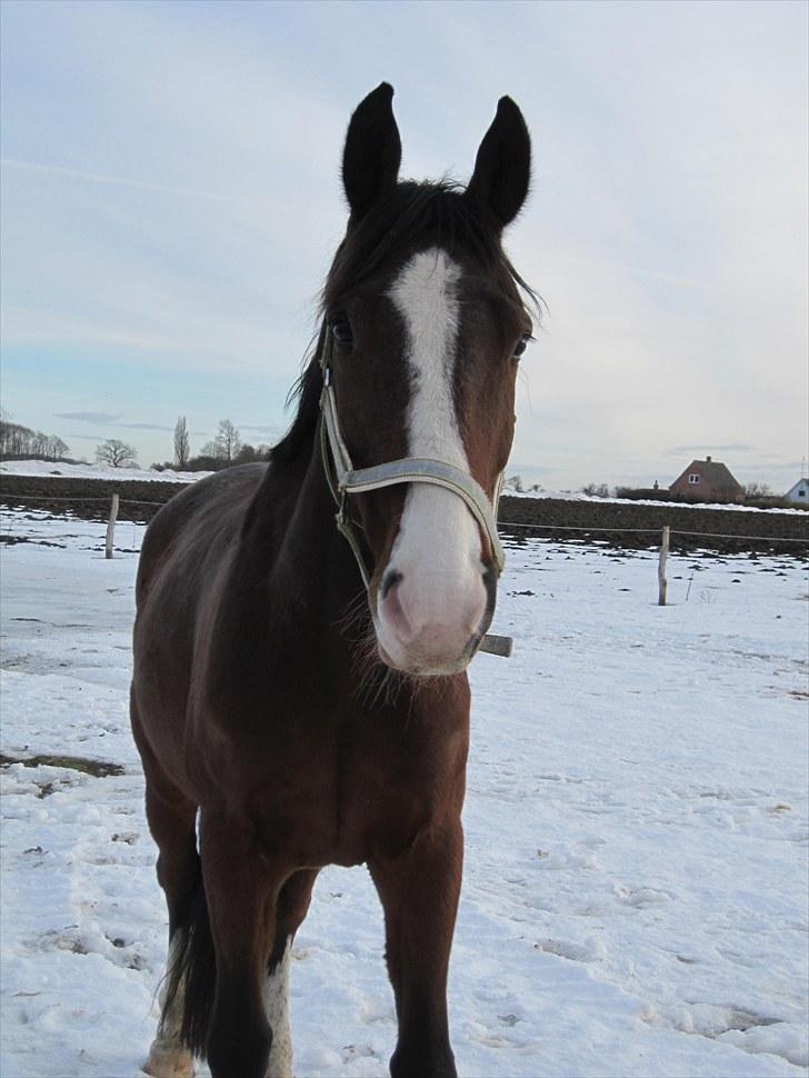 Anden særlig race Farrier Dancer R.I.P  billede 10