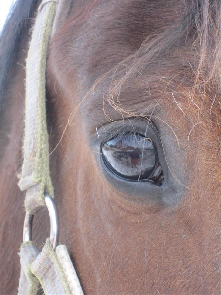 Anden særlig race Farrier Dancer R.I.P  billede 11