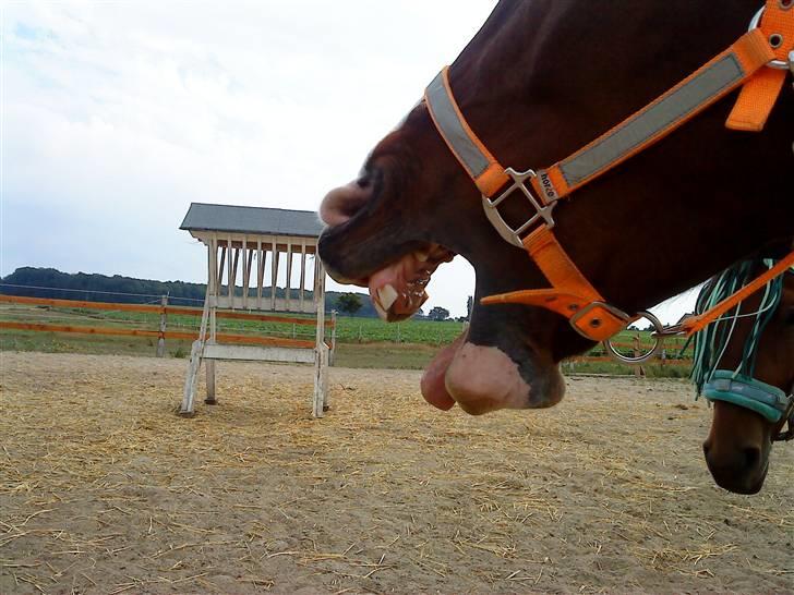 Anden særlig race Farrier Dancer R.I.P  - Fordi vi gaber af alle jeres lamme kommentarer og gør vores bedste for at være jer bodsat! :B billede 15